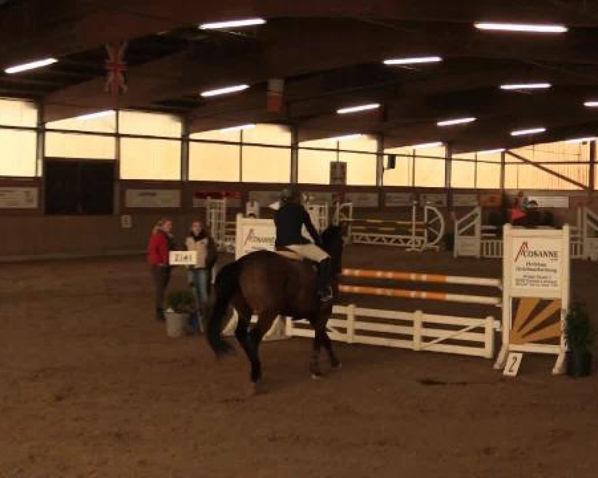 jumper Major Rumble xx (Thoroughbred, 2003, from Classic Cliche xx)