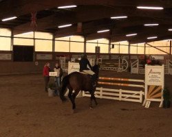 jumper Major Rumble xx (Thoroughbred, 2003, from Classic Cliche xx)