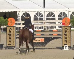 jumper Quinan AG Z (Zangersheide riding horse, 2004, from Quidam's Rubin)