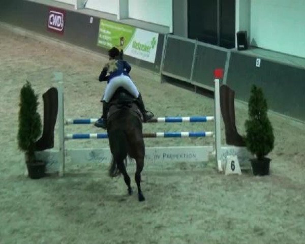 jumper Quinto 51 (Zangersheide riding horse, 2002, from Quincy Z)