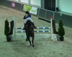 Springpferd Quinto 51 (Zangersheide Reitpferd, 2002, von Quincy Z)