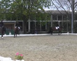 dressage horse Lightning 84 (unknown, 2000)