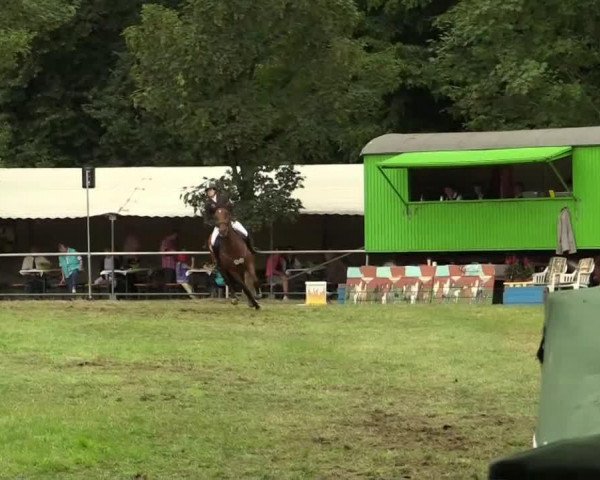 jumper Heverlee (Belgian Warmblood, 2001, from Hercos) jumper Heverlee (Belgian Warmblood, 2001, from Hercos)