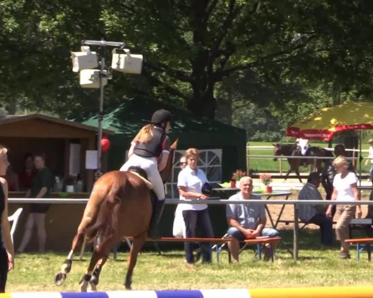 Springpferd Cabdul (Ungarisches Warmblut, 2005, von Cabdula du Tillard)