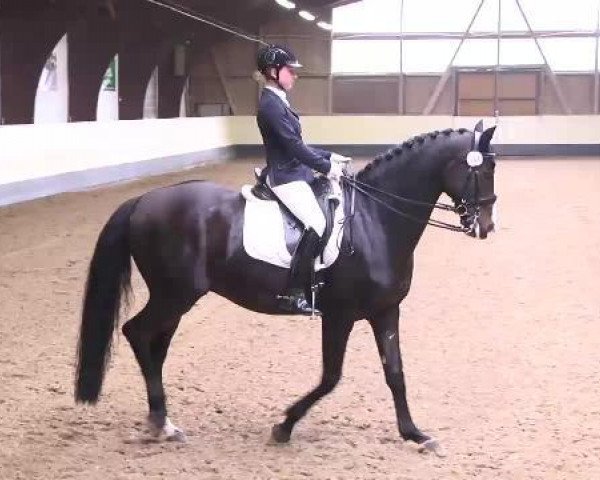 Dressurpferd Royal Fly Maxim (Paint Horse, 2001, von HR Max 198,751)