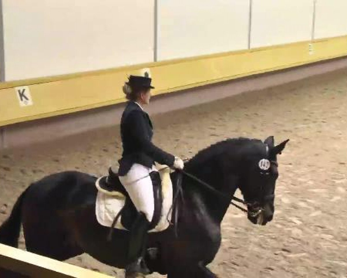 dressage horse Honesto 5 (Pura Raza Espanola (PRE), 2004, from Torero XI)