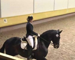 Dressurpferd Honesto 5 (Pura Raza Espanola (PRE), 2004, von Torero XI)