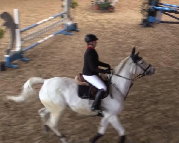jumper Royal Valencia Grey (KWPN (Royal Dutch Sporthorse), 2002, from Royal Bravour)