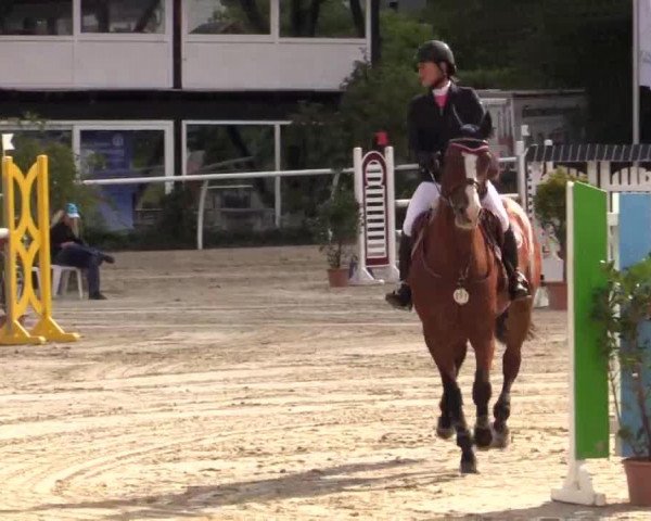 jumper Acobino (Zangersheide riding horse, 2004, from Acordelli)