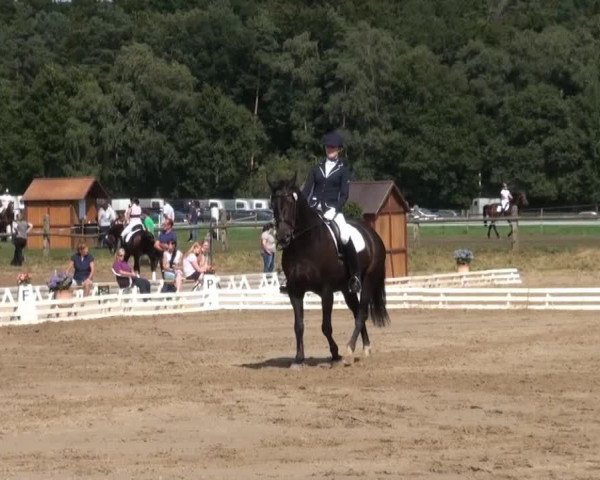 dressage horse Einstein 108 (German Warmblood, 2000, from Edson)