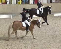 dressage horse Wonderful Dream Amathie (Haflinger, 2000, from Wicaro)