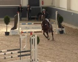 jumper Lady Lux (KWPN (Royal Dutch Sporthorse), 2000, from Lux Z)