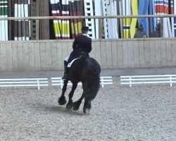 Dressage horse Dries M. (Friese, 2001, from Anton 343)