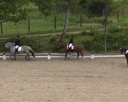 dressage horse Olly 33 (Pony without race description, 2003)