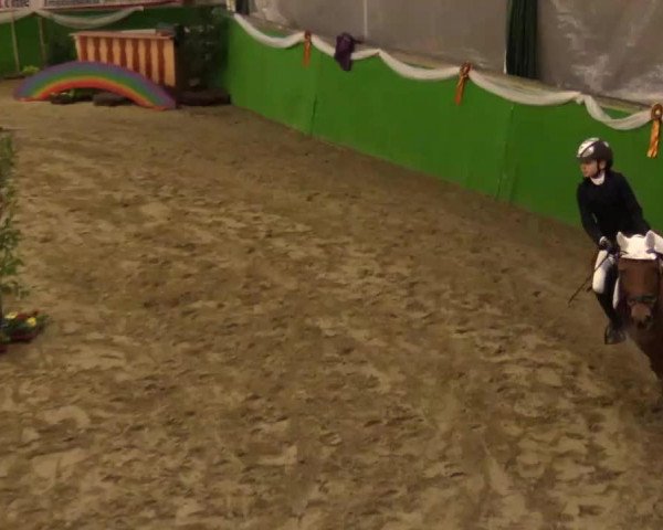 jumper Orchid's Liqa (New Forest Pony, 2000, from Kantje's Ronaldo) jumper Orchid's Liqa (New Forest Pony, 2000, from Kantje's Ronaldo)
