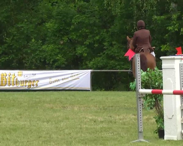 Springpferd Kross (Polnisches Warmblut, 1992, von Sopel) Springpferd Kross (Polnisches Warmblut, 1992, von Sopel)