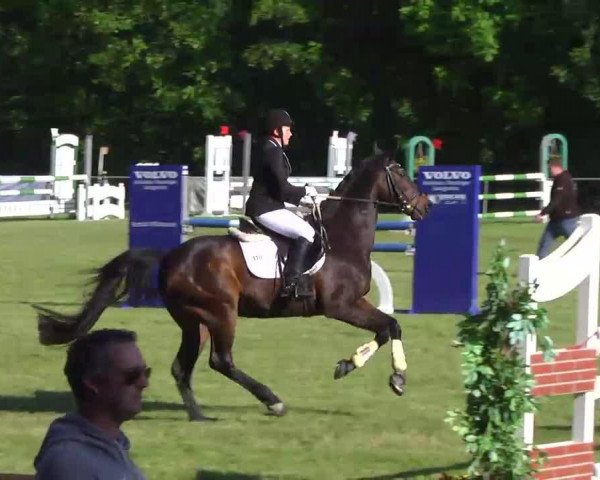 dressage horse Carello 6 (unknown, 1998)