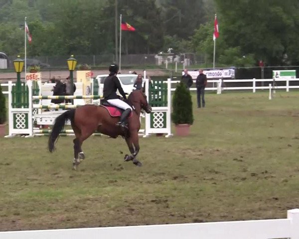 jumper Charmeur 326 (Nederlands Welsh Ridepony, 1997, from Orchard d'Avranches)