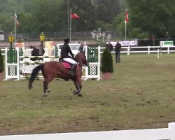 Springpferd Charmeur 326 (Welsh, 1997, von Orchard d'Avranches)