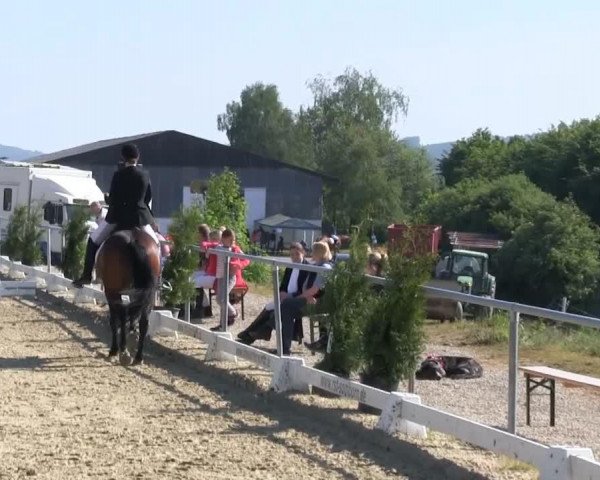 dressage horse Bruno 67 (unknown, 1997)