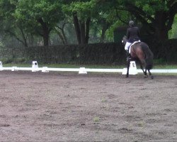 broodmare Floh (KWPN (Royal Dutch Sporthorse), 1999, from Florestan I)