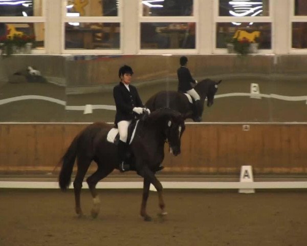 Dressurpferd Pico 147 (Friese, 1997)