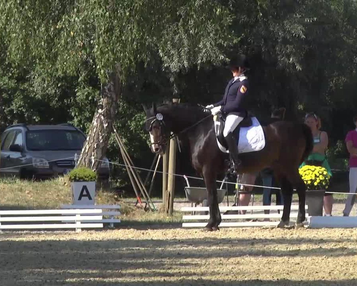 dressage horse Flash 139 (unknown, 1999)