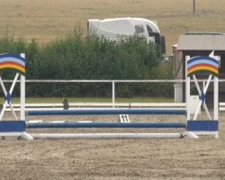 dressage horse Daresh Boary Riyco (Welsh-Cob (Sek. D), 1996, from Ilar Bouncing Boy)