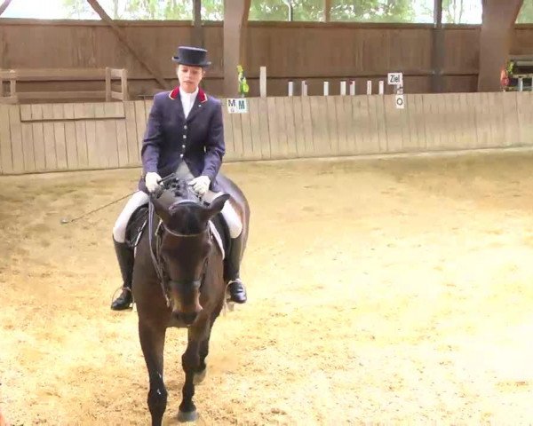 dressage horse Weltrubin 3 (Bavarian, 1998, from Weltmeyer)