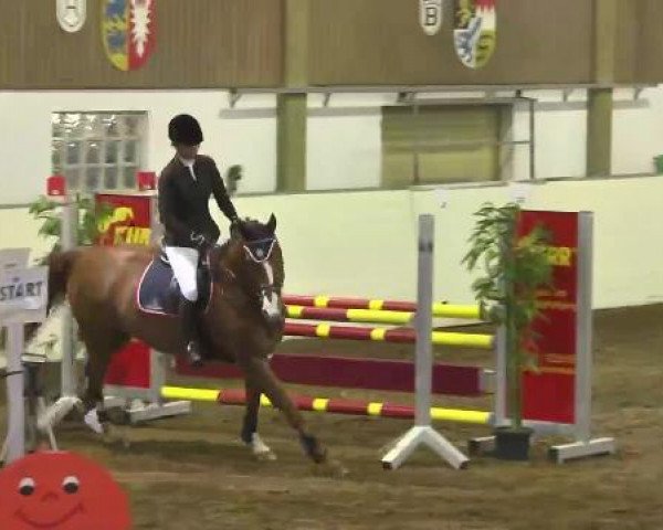 Springpferd Famous Fritz 2 (Bayer, 1997, von Fredericus-an)