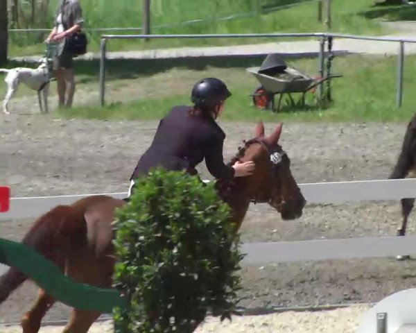 jumper Selavie (Bavarian, 1999, from Camporado B)