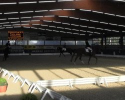 jumper Dori (Hungarian Warmblood, 2002, from Ginus)