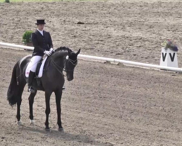 dressage horse Herzog v. Hohenstein (Württemberger, 1996, from Hohenstein I)