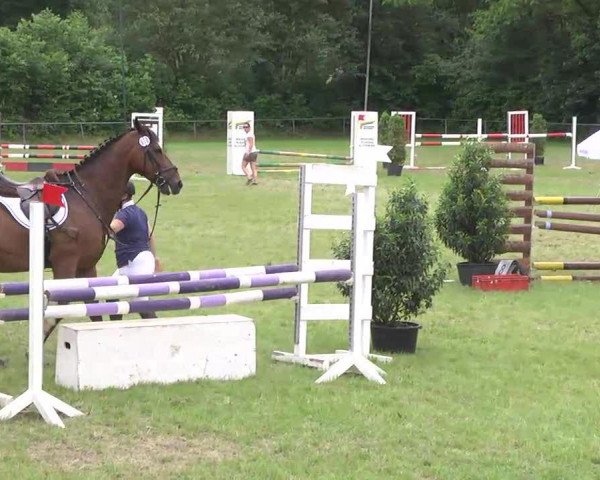 jumper Viento 6 (Württemberger, 1995, from Velasquez)