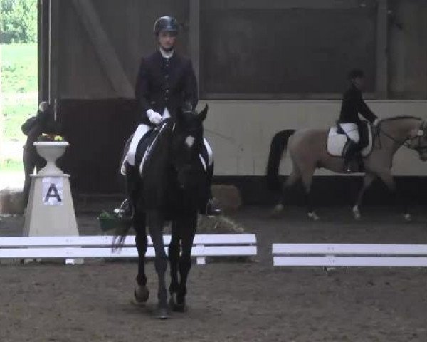 broodmare Hexe 99 (Württemberger, 1997, from Heraldik xx)