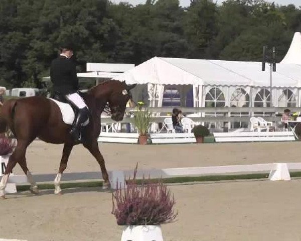 dressage horse Atlanta 340 (Württemberger, 1996, from Alabaster)