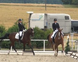Dressurpferd Fittipaldy (Thüringer, 1998, von Festival Westfalia)