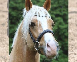 Deckhengst Diamantenglanz AT (Deutsches Reitpony, 2010, von Dip Beat)