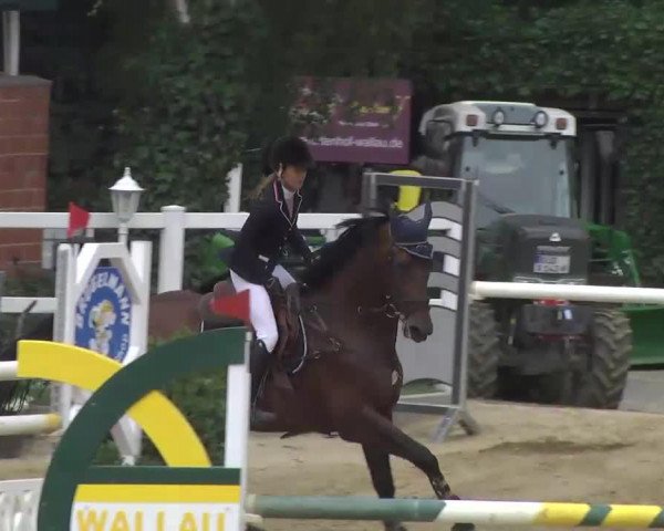 stallion Rooney 20 (Belgian Warmblood, 2004, from Darco)
