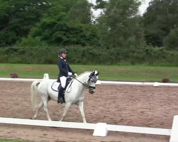 Dressurpferd Pieter Pan (Deutsches Reitpony, 1994, von Magareteau Beau Nash GH)