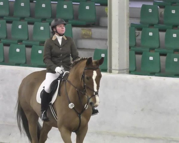 jumper Ibiza S (Hessian Warmblood, 1999, from Im Frühling)