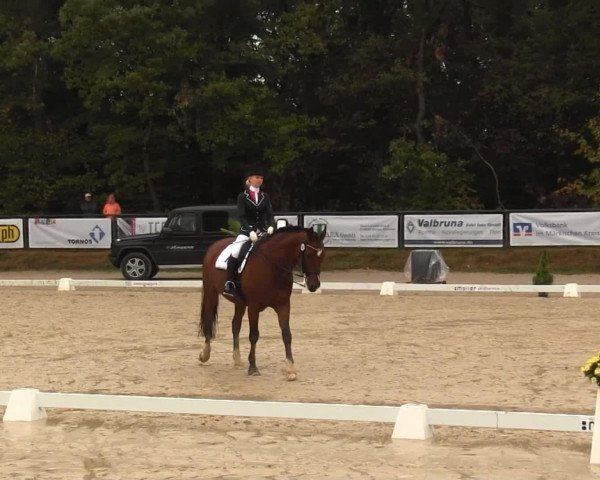 dressage horse Adrian 126 (Hessian Warmblood, 1994, from Akzent II)