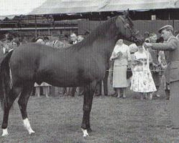 stallion Samson ox (Arabian purebred, 1954, from Count Dorsaz ox)