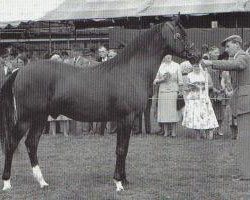 stallion Samson ox (Arabian purebred, 1954, from Count Dorsaz ox)