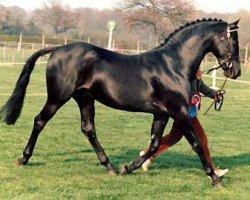 stallion Cusop Disciplin (British Riding Pony, 1978, from Cusop Flamingo)