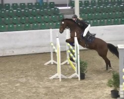 dressage horse Pat Cash 7 (Zweibrücken, 1996, from Prince Stanley)