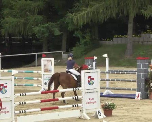 jumper Aladin 495 (Zweibrücken, 1997, from Alexis Z)