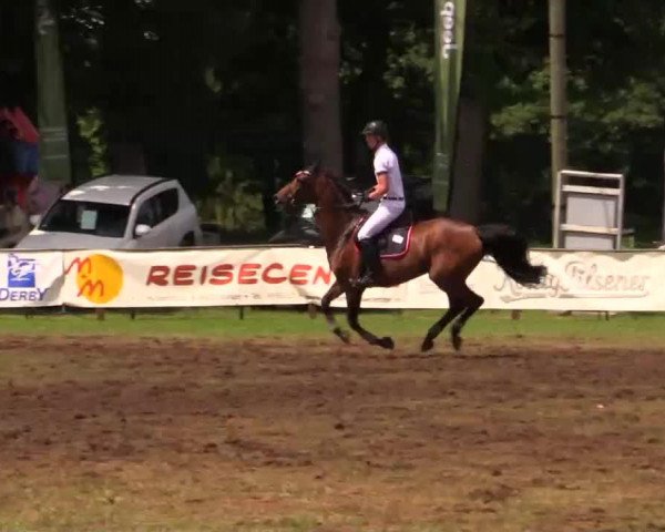 Zuchtstute Lorenga (Rheinländer, 1998, von Bollvorm's Lagunas) Zuchtstute Lorenga (Rheinländer, 1998, von Bollvorm's Lagunas)