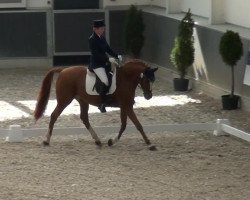dressage horse Dornick K (German Riding Pony, 1996, from Dornik B)