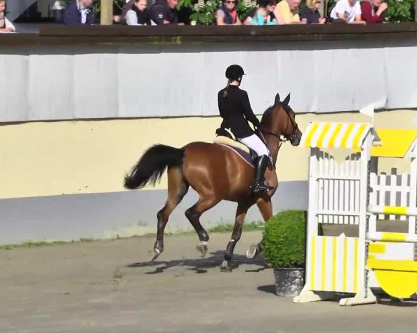 jumper Renommee 29 (Rhinelander, 1994, from Radjah Z)